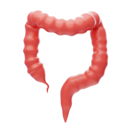 Dickdarm  3D Icon