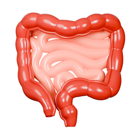 Dickdarm  3D Icon