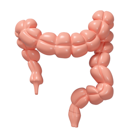 Dickdarm  3D Icon