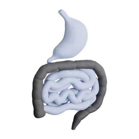 Digestive System  3D Icon