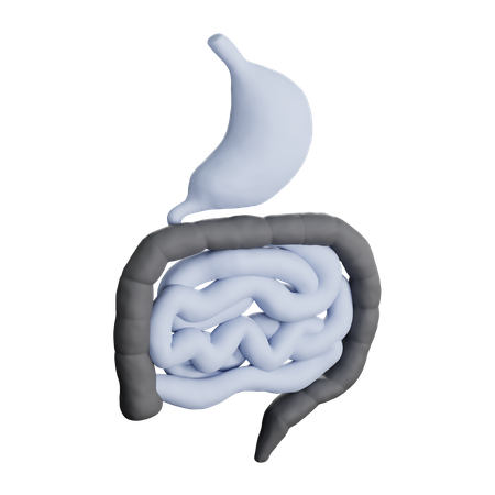 Digestive System  3D Icon
