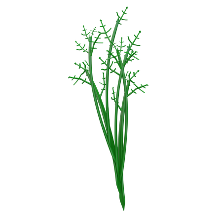 Dill  3D Icon