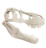 Dionsaur Skull