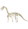 Diplodocus