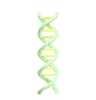 DNA Double Helix