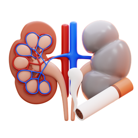 Doente renal  3D Icon