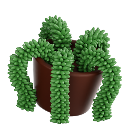 Donkey Tail Plant  3D Icon