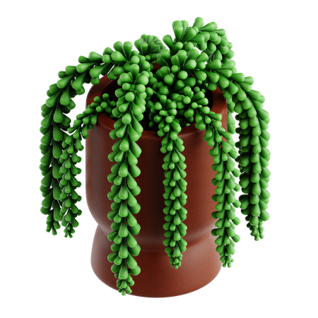 Donkey Tail Plant  3D Icon