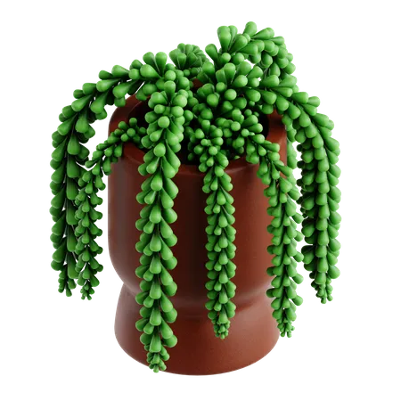 Donkey Tail Plant  3D Icon