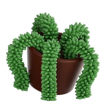 Donkey Tail Plant  3D Icon