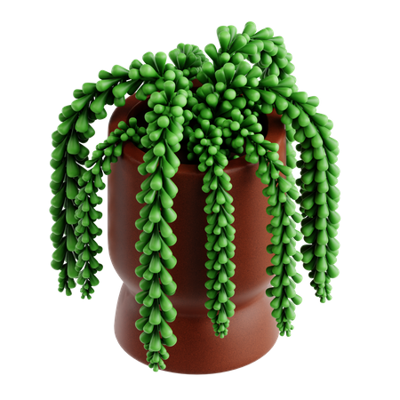 Donkey Tail Plant  3D Icon