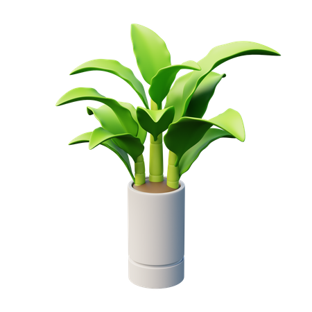 Dumb Canes Plant  3D Icon