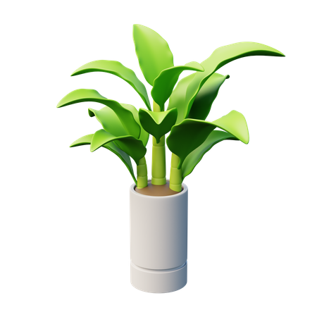 Dumb Canes Plant  3D Icon