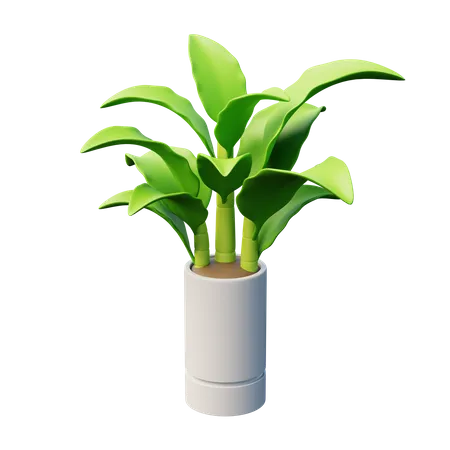 Dumb Canes Plant  3D Icon