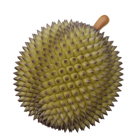 Durian  3D Illustration