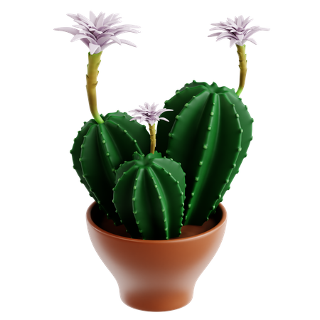 Easter Lily Cactus  3D Icon
