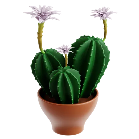 Easter Lily Cactus  3D Icon