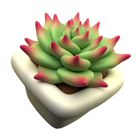 Echeveria agavoides  3D Icon