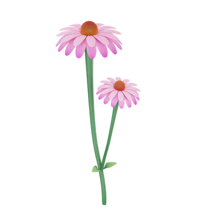 Echinacea  3D Icon