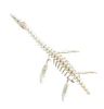 Elasmosaurus