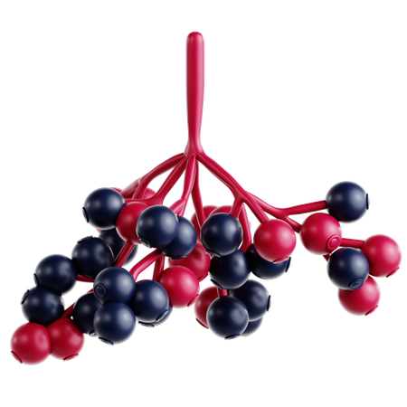 Elderberry  3D Icon