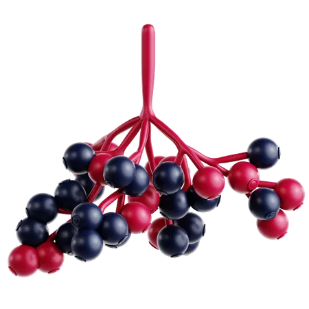 Elderberry  3D Icon