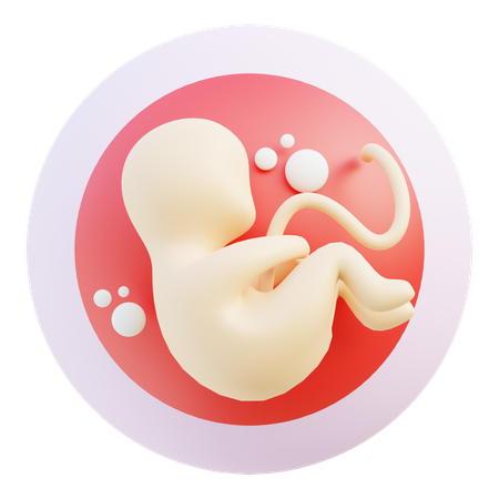 Embrião  3D Icon