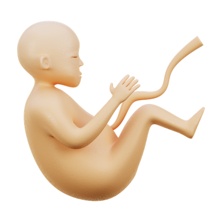 Embrio  3D Icon