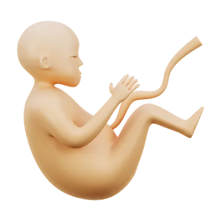 Embrio  3D Icon