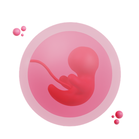 Embryo  3D Icon