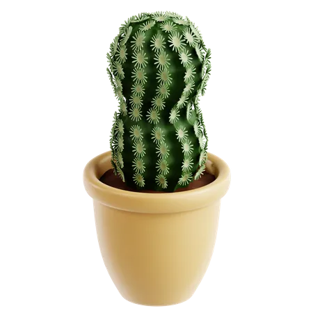Cactus de encaje  3D Icon