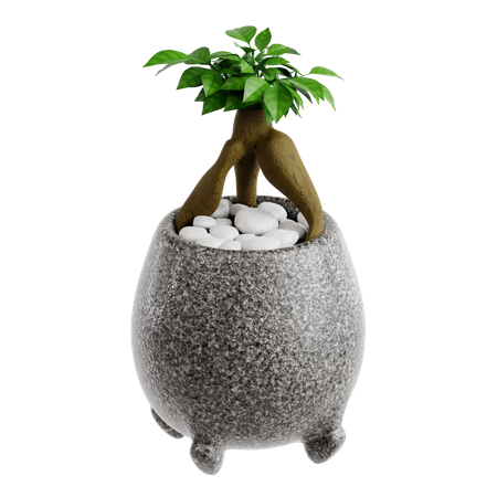 Sepulturas ficus bonsai  3D Icon