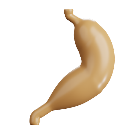 Estómago humano  3D Icon