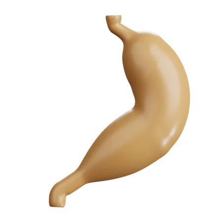 Estómago humano  3D Icon