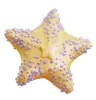 estrella de mar