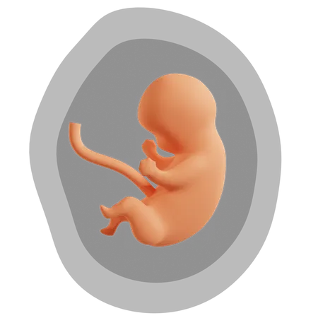 Etapas del desarrollo fetal humano  3D Icon