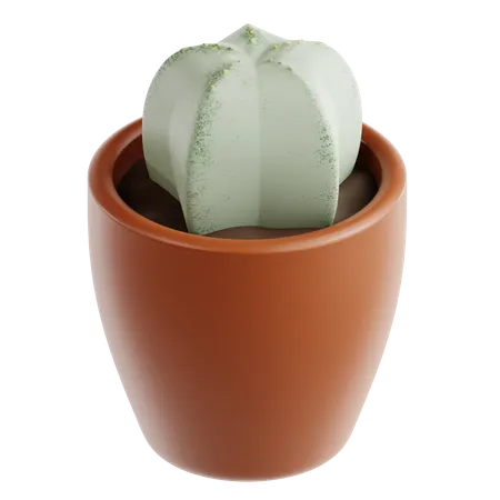 Cactus étoilé  3D Icon