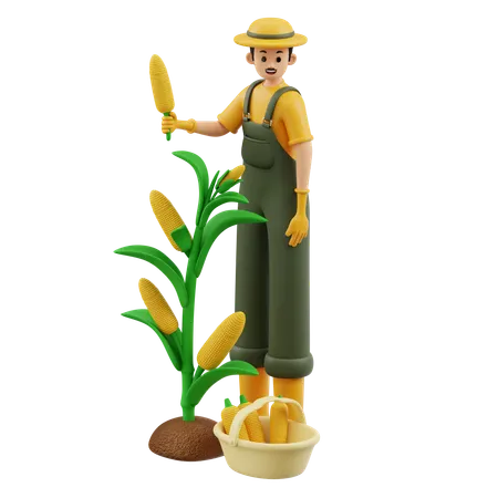 Farmer Is Harvesting Corn  3D Illustration