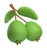 Feijoa