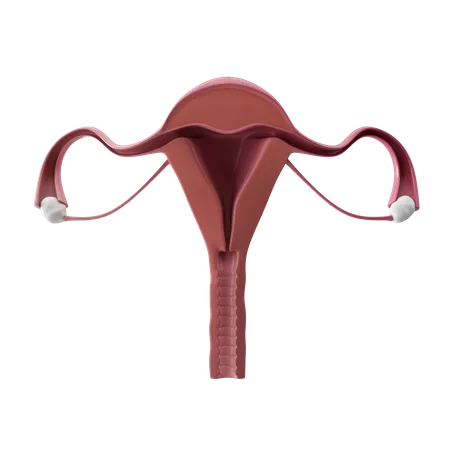 Female Reproductive System  3D Icon