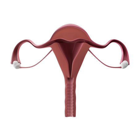 Female Reproductive System 3D Icon
