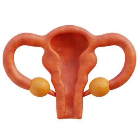 Female Uterus  3D Icon
