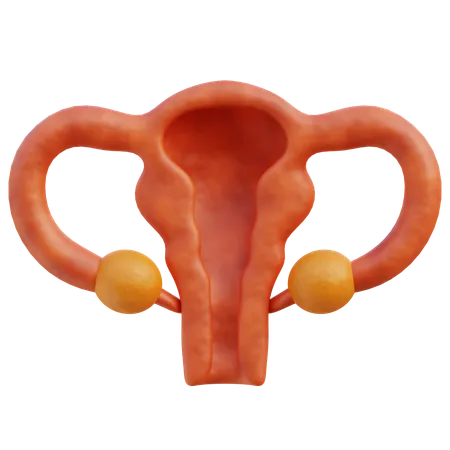 A 3 D Representation Of The Female Reproductive System Highlighting The Uterus Fallopian Tubes And Ovaries 3D Icon