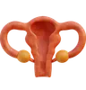Female Uterus