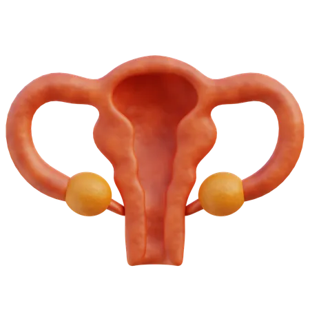 Female Uterus  3D Icon