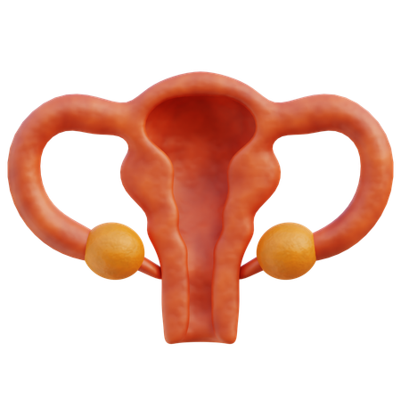 Female Uterus 3D Icon