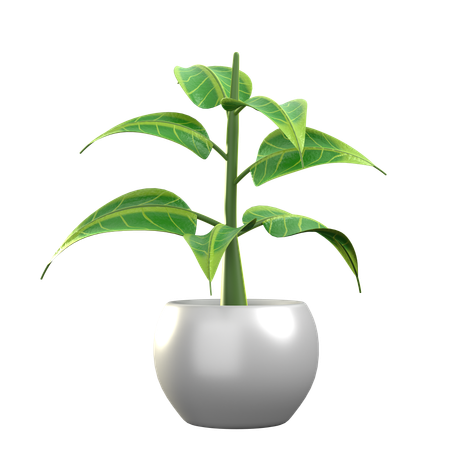 Ficus benghalensis  3D Icon