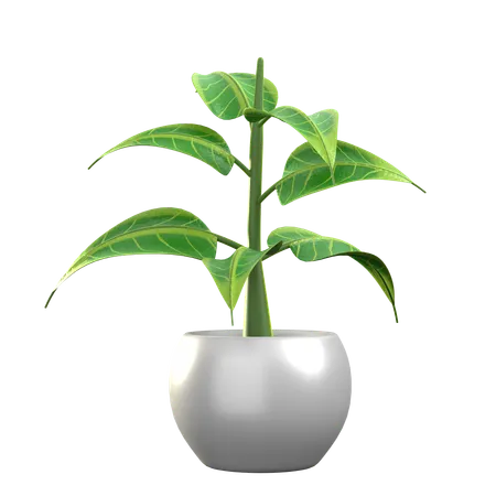Ficus benghalensis  3D Icon