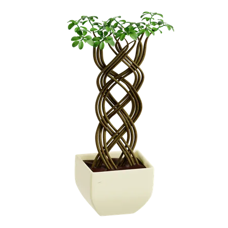 Ficus en filet  3D Icon