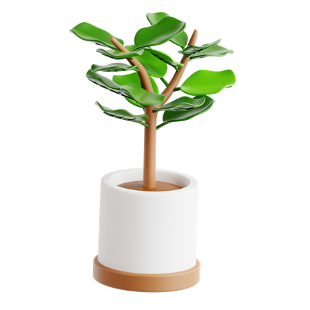 Fiddle Leaf Fig  3D Icon